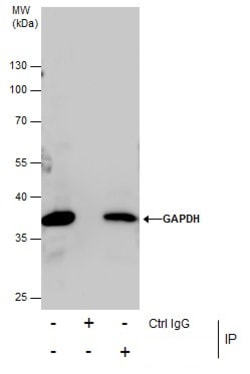 Invitrogen GAPDH Polyclonal Antibody 100 &mu;L; Unconjugated:Antistoffer