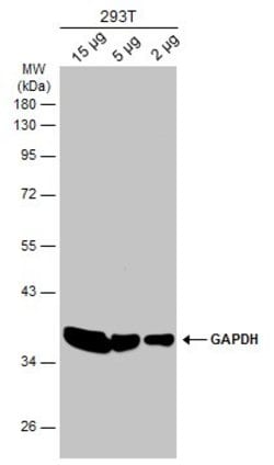 Invitrogen GAPDH Polyclonal Antibody 100 &mu;L; Unconjugated:Antibodies,