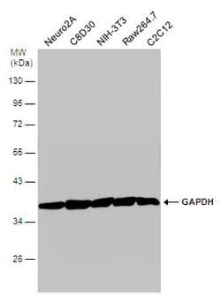 Invitrogen GAPDH Polyclonal Antibody 100 &mu;L; Unconjugated:Antistoffer