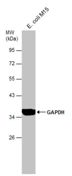 Invitrogen GAPDH Polyclonal Antibody 100 &mu;L; Unconjugated:Antistoffer