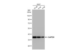 Invitrogen GAPDH Polyclonal Antibody 100 &mu;L; Unconjugated:Antistoffer