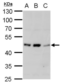 Invitrogen alpha-1a Adrenergic Receptor Polyclonal Antibody 100 &mu;L;
