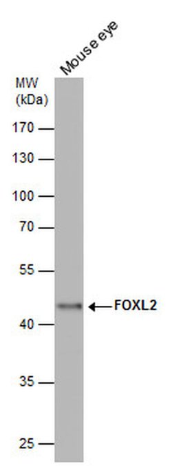 Invitrogen FOXL2 Polyclonal Antibody 100 &mu;L; Unconjugated:Antibodies,