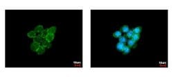 Invitrogen Caveolin 1 Polyclonal Antibody 100 &mu;L; Unconjugated:Antibodies,