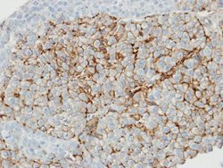 Invitrogen Caveolin 1 Polyclonal Antibody 100 &mu;L; Unconjugated:Antibodies,