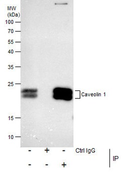 Invitrogen Caveolin 1 Polyclonal Antibody 100 &mu;L; Unconjugated:Antibodies,