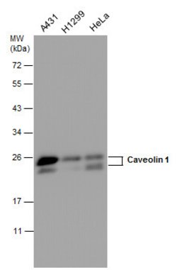 Invitrogen Caveolin 1 Polyclonal Antibody 100 &mu;L; Unconjugated:Antibodies,