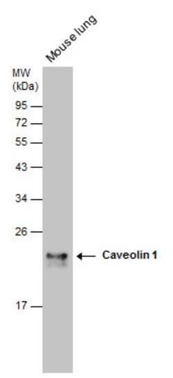 Invitrogen Caveolin 1 Polyclonal Antibody 100 &mu;L; Unconjugated:Antibodies,