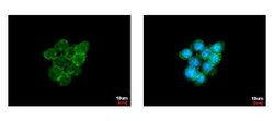 Invitrogen Caveolin 1 Polyclonal Antibody 100 &mu;L; Unconjugated:Antibodies,