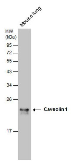 Invitrogen Caveolin 1 Polyclonal Antibody 100 &mu;L; Unconjugated:Antibodies,