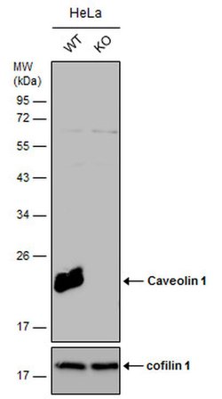Invitrogen Caveolin 1 Polyclonal Antibody 100 &mu;L; Unconjugated:Antibodies,