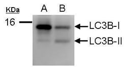 Invitrogen LC3B Polyclonal Antibody 100 &mu;L; Unconjugated:Anticuerpos