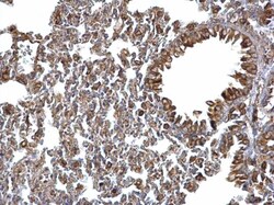 Invitrogen ERp57 Polyclonal Antibody 100 &mu;L; Unconjugated:Antibodies,