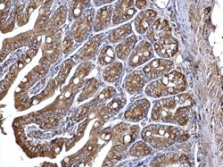 Invitrogen ERp57 Polyclonal Antibody 100 &mu;L; Unconjugated:Antibodies,