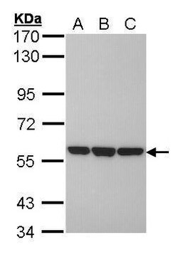 Invitrogen ERp57 Polyclonal Antibody 100 &mu;L; Unconjugated:Antibodies,