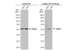 Invitrogen ERp57 Polyclonal Antibody 100 &mu;L; Unconjugated:Antibodies,