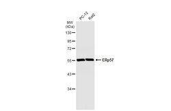Invitrogen ERp57 Polyclonal Antibody 100 &mu;L; Unconjugated:Antibodies,