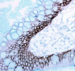 Invitrogen E-cadherin Polyclonal Antibody 100 &mu;L; Unconjugated:Antibodies