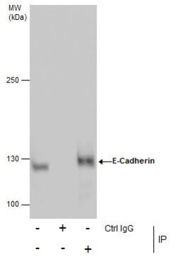 Invitrogen E-cadherin Polyclonal Antibody 100 &mu;L; Unconjugated:Antibodies
