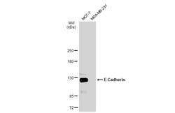 Invitrogen E-cadherin Polyclonal Antibody 100 &mu;L; Unconjugated:Antibodies