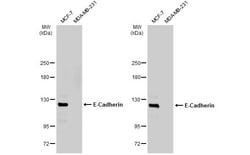 Invitrogen E-cadherin Polyclonal Antibody 100 &mu;L; Unconjugated:Antibodies