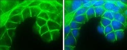 Invitrogen E-cadherin Polyclonal Antibody 100 &mu;L; Unconjugated:Antibodies,