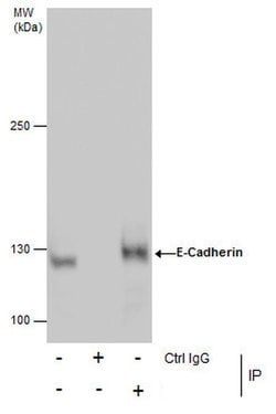 Invitrogen E-cadherin Polyclonal Antibody 100 &mu;L; Unconjugated:Antibodies,