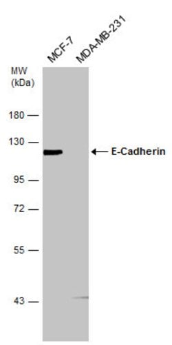 Invitrogen E-cadherin Polyclonal Antibody 100 &mu;L; Unconjugated:Antibodies,