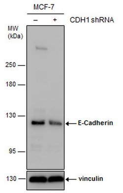 Invitrogen E-cadherin Polyclonal Antibody 100 &mu;L; Unconjugated:Antibodies,