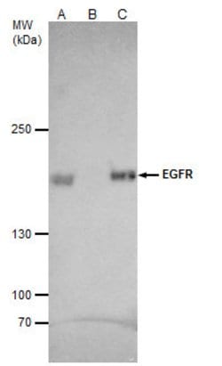 Invitrogen EGFR Polyclonal Antibody 100 &mu;L; Unconjugated:Antistoffer