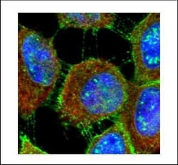 Invitrogen MUC1 Polyclonal Antibody 100 &mu;L; Unconjugated:Antibodies,