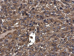 Invitrogen MUC1 Polyclonal Antibody 100 &mu;L; Unconjugated:Antibodies,