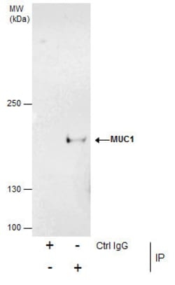 Invitrogen MUC1 Polyclonal Antibody 100 &mu;L; Unconjugated:Antibodies,