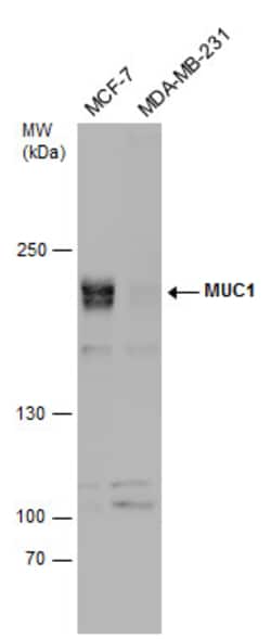 Invitrogen MUC1 Polyclonal Antibody 100 &mu;L; Unconjugated:Antibodies,