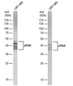 Invitrogen uPAR Polyclonal Antibody 100 &mu;L; Unconjugated:Antibodies,