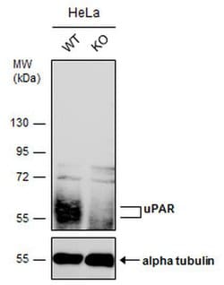 Invitrogen uPAR Polyclonal Antibody 100 &mu;L; Unconjugated:Antibodies,