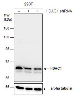 Invitrogen HDAC1 Polyclonal Antibody 100 &mu;L | Buy Online | Invitrogen&trade; | Fisher Scientific