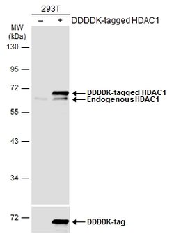 Invitrogen HDAC1 Polyclonal Antibody 100 &mu;L | Buy Online | Invitrogen&trade; | Fisher Scientific