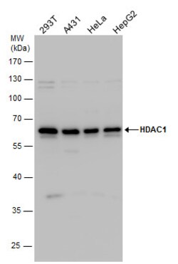 Invitrogen HDAC1 Polyclonal Antibody 100 &mu;L | Buy Online | Invitrogen&trade; | Fisher Scientific