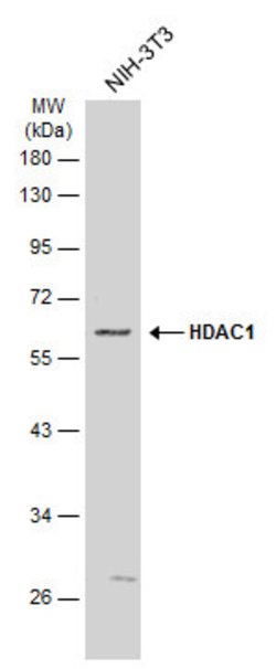Invitrogen HDAC1 Polyclonal Antibody 100 &mu;L | Buy Online | Invitrogen&trade; | Fisher Scientific