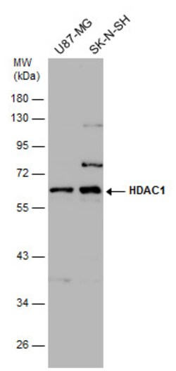 Invitrogen HDAC1 Polyclonal Antibody 100 &mu;L | Buy Online | Invitrogen&trade; | Fisher Scientific