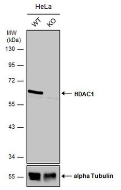 Invitrogen HDAC1 Polyclonal Antibody 100 &mu;L | Buy Online | Invitrogen&trade; | Fisher Scientific