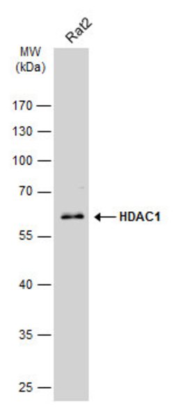 Invitrogen HDAC1 Polyclonal Antibody 100 &mu;L | Buy Online | Invitrogen&trade; | Fisher Scientific