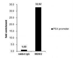 Invitrogen MDM2 Polyclonal Antibody 100 &mu;L; Unconjugated:Antibodies,
