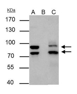 Invitrogen MDM2 Polyclonal Antibody 100 &mu;L; Unconjugated:Antibodies,