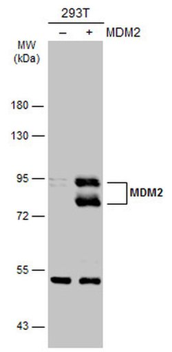 Invitrogen MDM2 Polyclonal Antibody 100 &mu;L; Unconjugated:Antibodies,