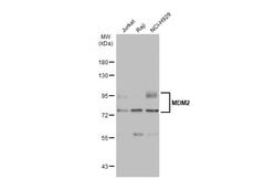 Invitrogen MDM2 Polyclonal Antibody 100 &mu;L; Unconjugated:Antibodies,
