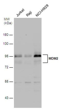 Invitrogen MDM2 Polyclonal Antibody 100 &mu;L; Unconjugated:Antibodies,