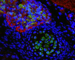 Invitrogen SOD1 Polyclonal Antibody 100 &mu;L; Unconjugated:Antibodies,