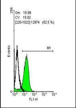 Invitrogen OCT4 Polyclonal Antibody 100 &mu;L; Unconjugated:Antibodies,